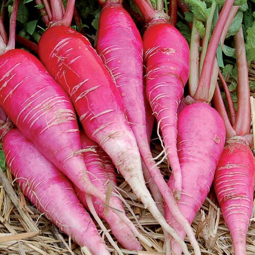 1601C-china-rose-radish