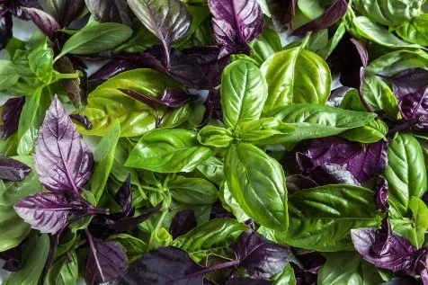 basil